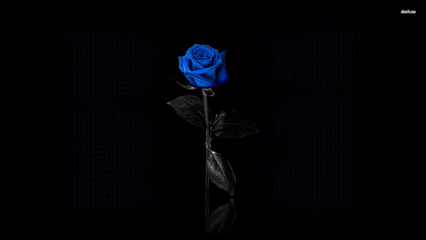 Black and Blue Rose, beautiful blue rose HD wallpaper | Pxfuel