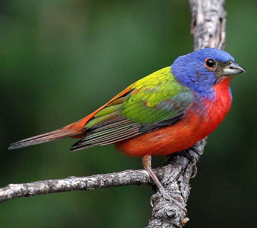 Painted Bunting for Android HD wallpaper