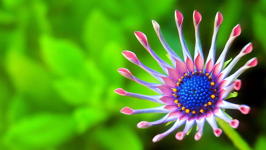 from Earth African Daisy with tags: Computer, earth flower HD wallpaper