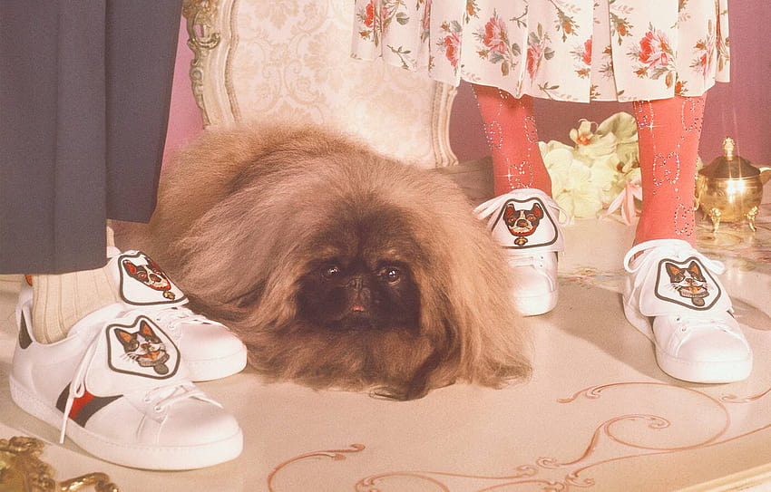Orso and Bosco, Boston terriers of Gucci's Creative Director Alessandro Michele appear on the Chinese New Year ., gucci dog HD wallpaper