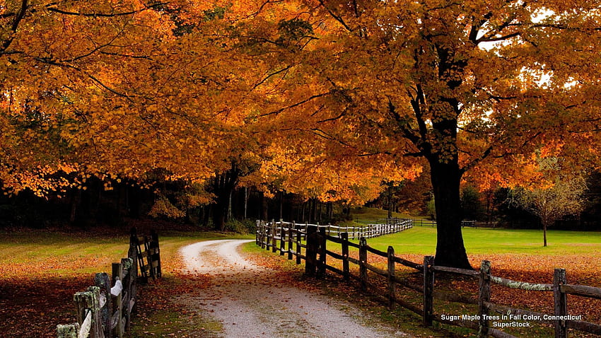 Autumn Path New England Fence Trees Green Forest, estética da floresta de outono papel de parede HD