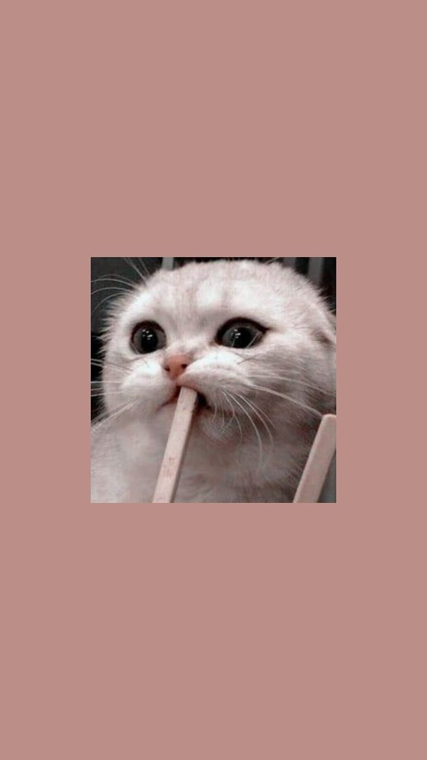 Sperrschirme und Symbole, ästhetische süße Babykatze HD-Handy-Hintergrundbild