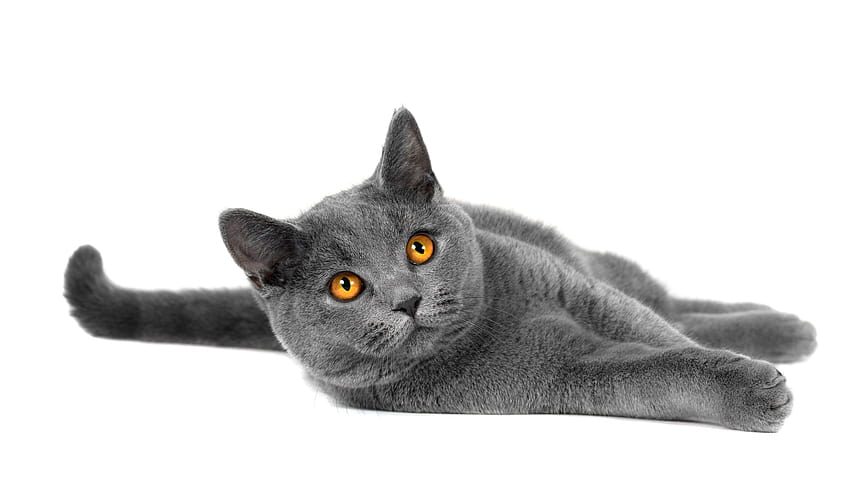 Animal Cat Gray, gray cat HD wallpaper