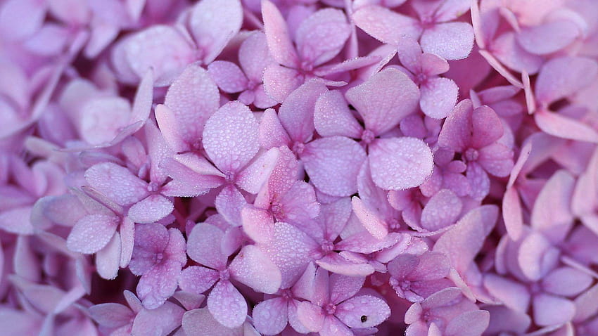 Flowers: Flower Tapet Carpet Skin Hydrangea Pink Purple HD wallpaper