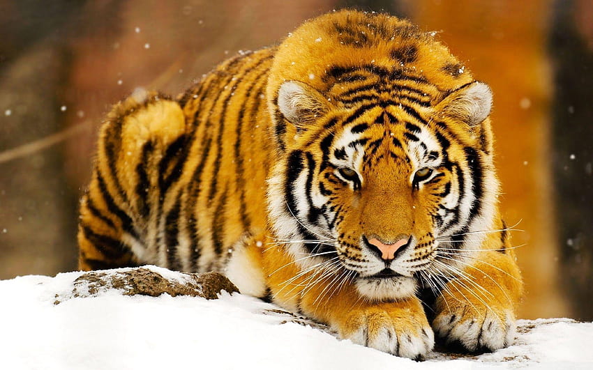 Siberian Tiger HD wallpaper