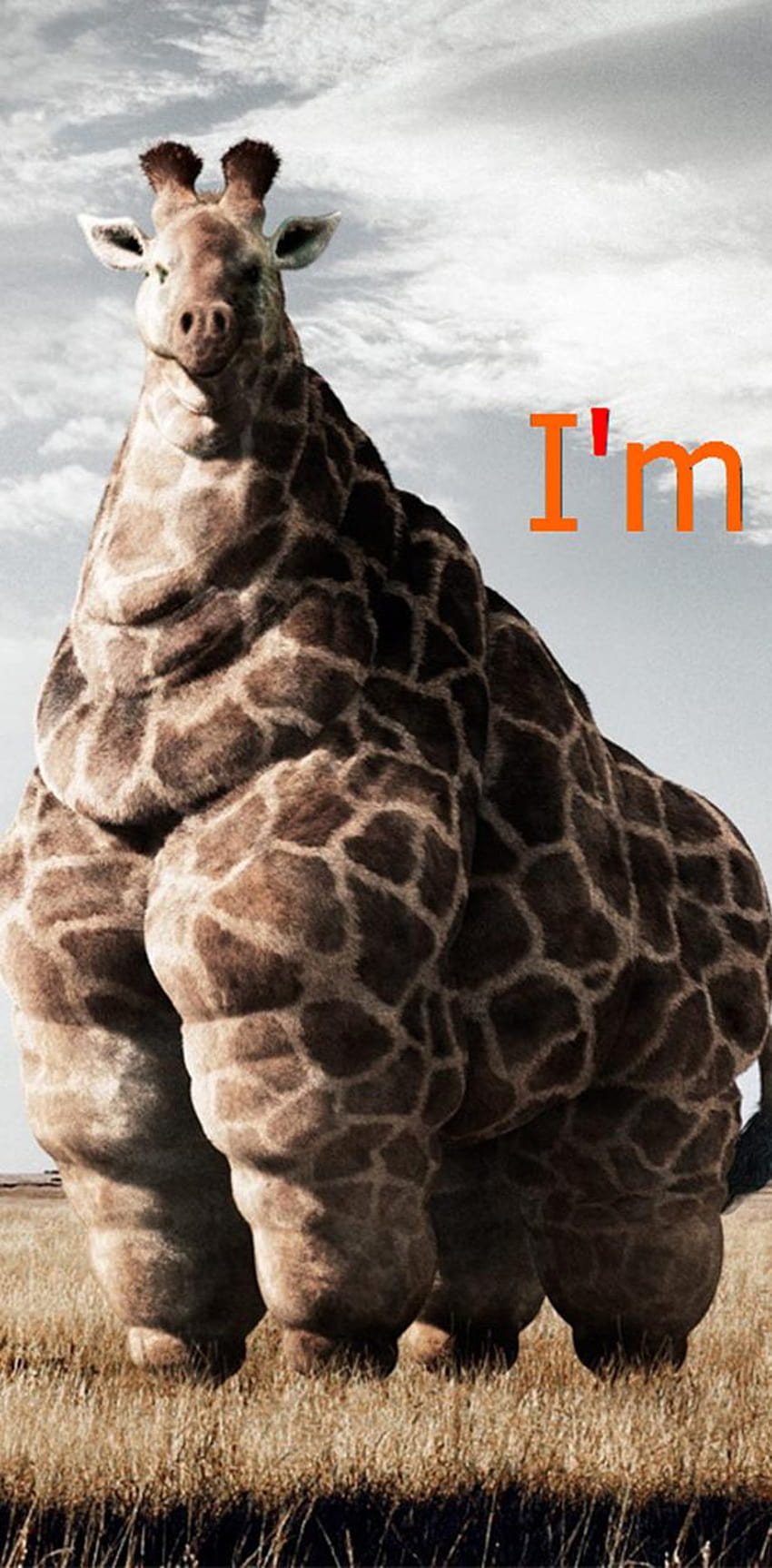 Fette Giraffe von Coolbish HD-Handy-Hintergrundbild | Pxfuel