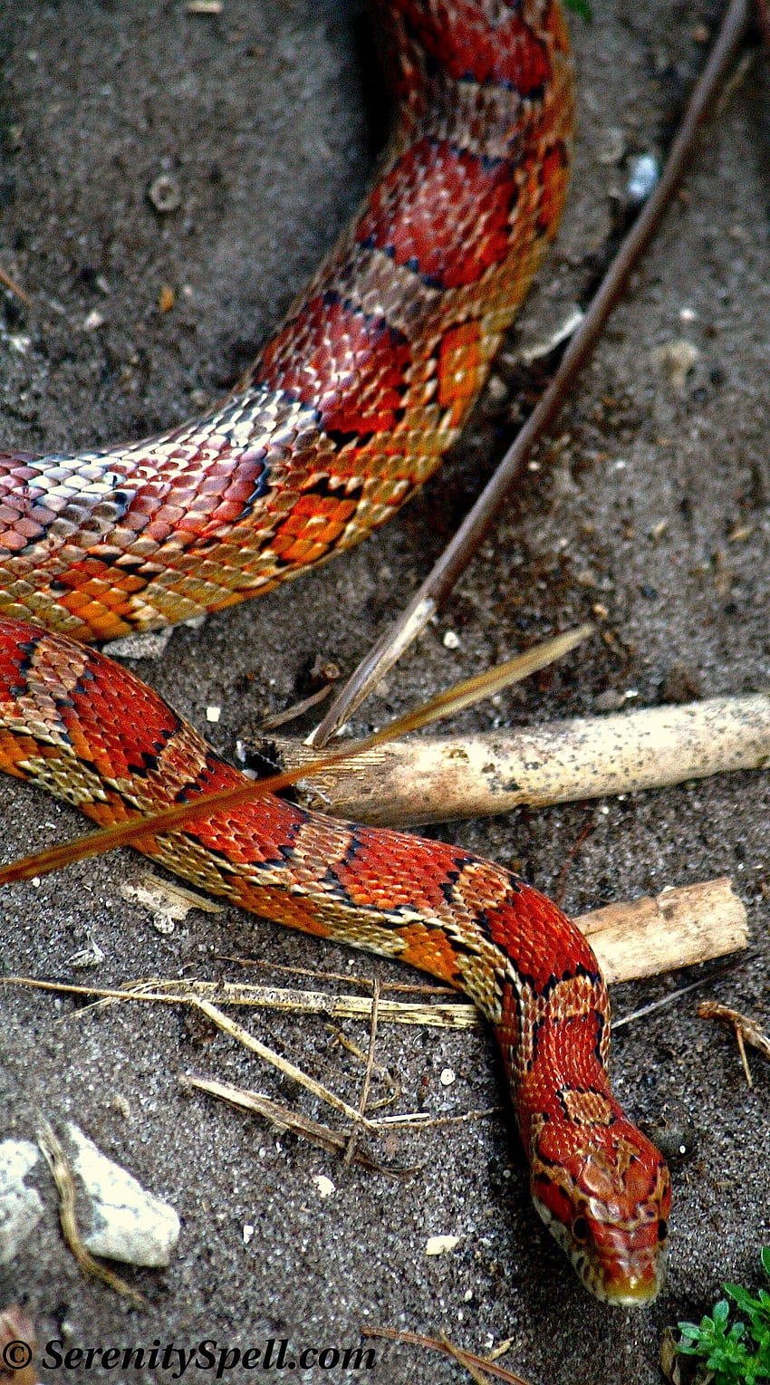 옥수수 뱀 또는 붉은 쥐 뱀, 플로리다 습지. 이것은 옥수수 뱀이었습니다. HD 전화 배경 화면