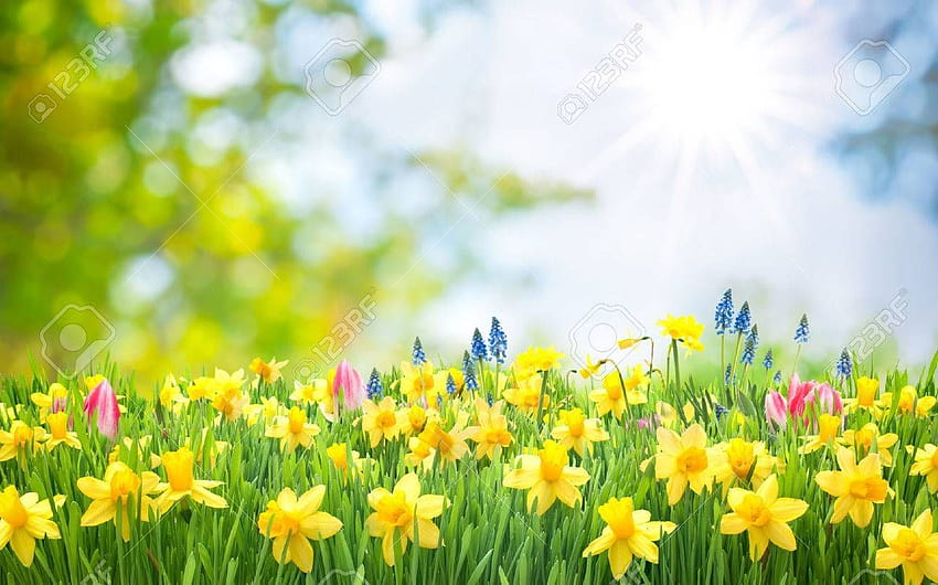 Spring Easter backgrounds with beautiful yellow daffodils, easter and spring HD wallpaper