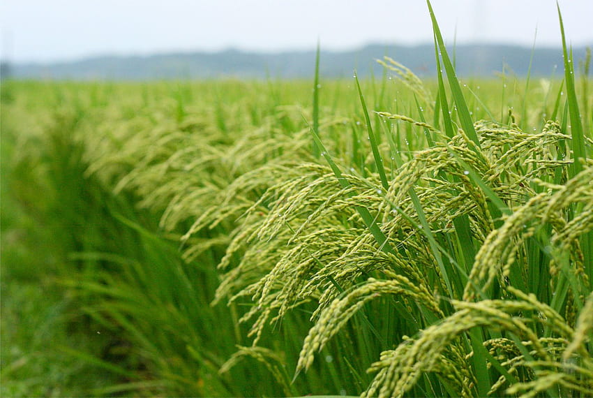 ICAR – Agricultural Technology Application Research Institute Kolkata » Proceedings of the Coordination Committee Meeting for Doubling the Farmers Income in West Bengal, rice farm HD wallpaper