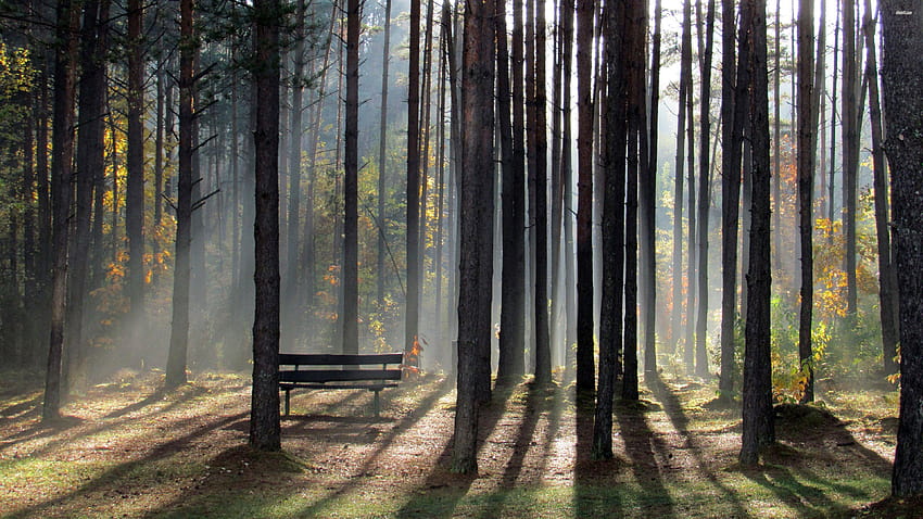 Wooden Bench In Dense Foggy Forest HD wallpaper