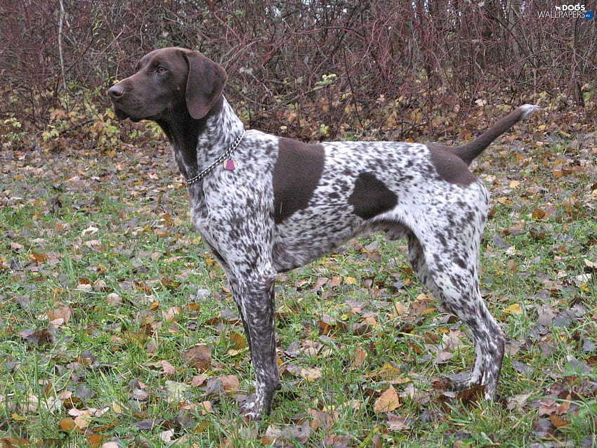 Best 3 German Longhaired Pointer on Hip, anak anjing pointer shorthaired jerman Wallpaper HD