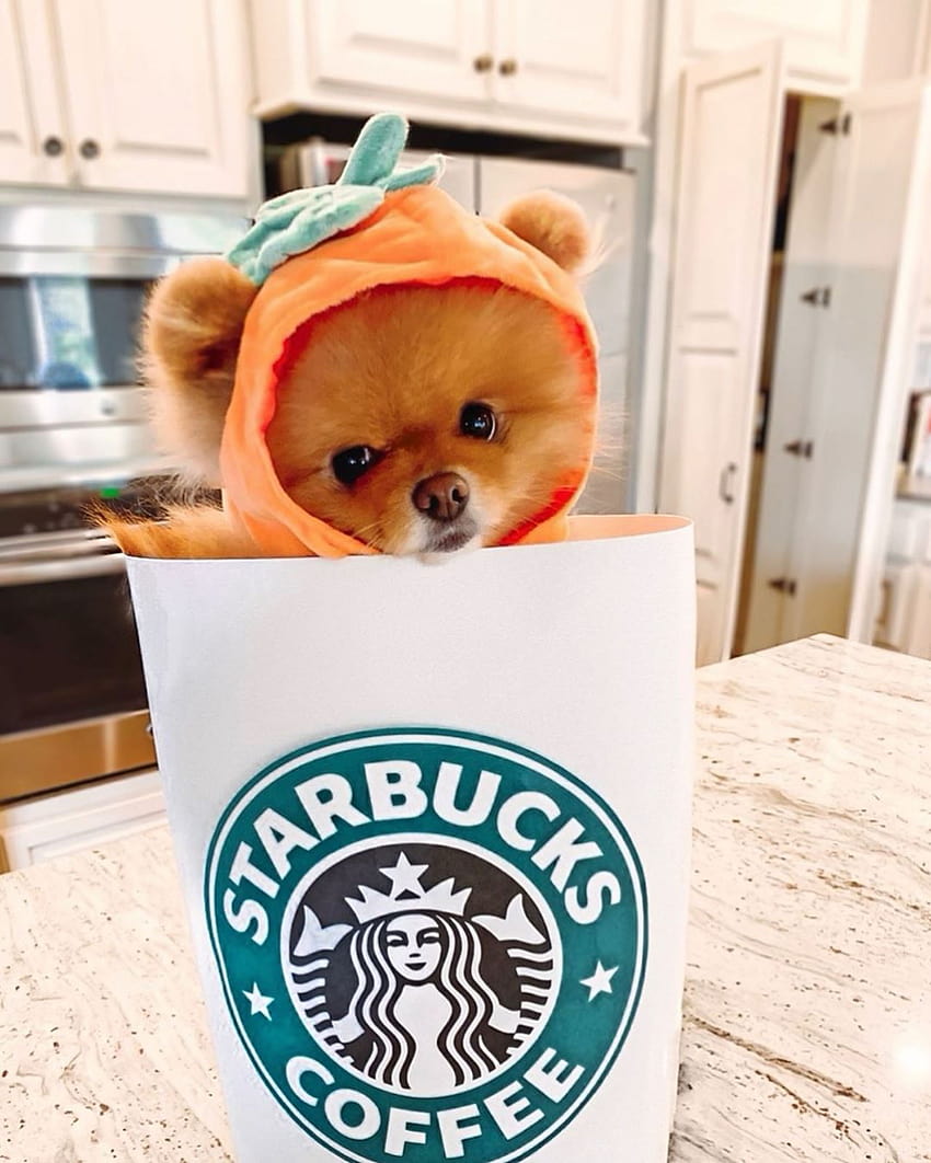 New Starbucks Drink, cute starbucks puppy HD phone wallpaper