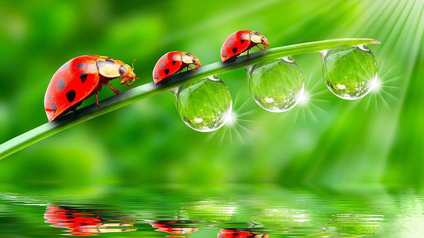 Tre gocce di pioggia rossa dell'erba della coccinella d'acqua Luce solare che riflette, acqua in natura Sfondo HD