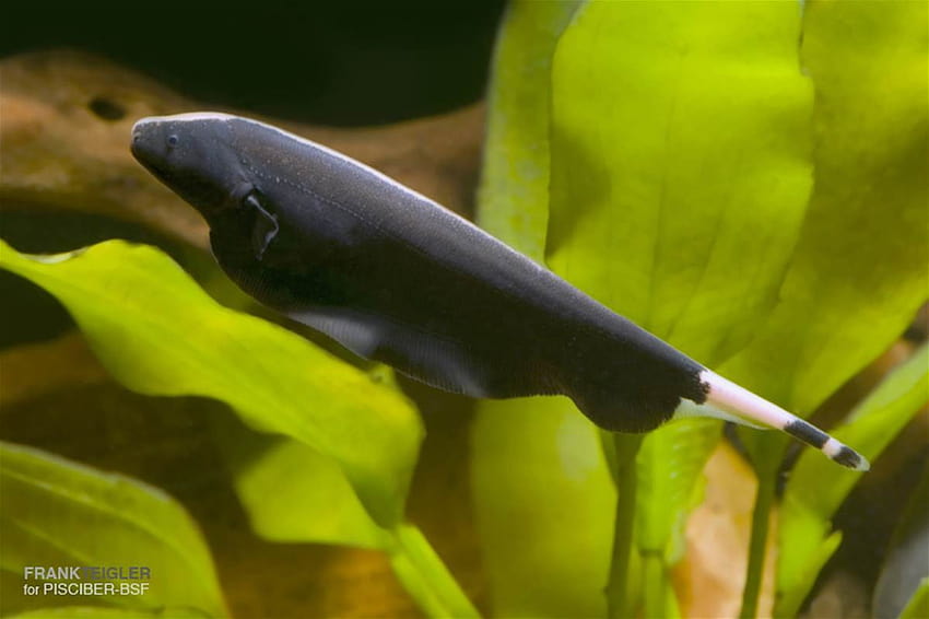 Черна призрачна риба нож HD тапет