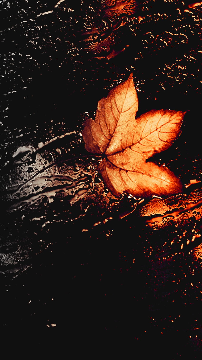 Wallpaper's Collection: «Autumn Leaves Wallpapers»