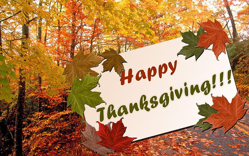 ден на благодарността, дърво, листа, кленов лист, широколистен, черен клен HD тапет