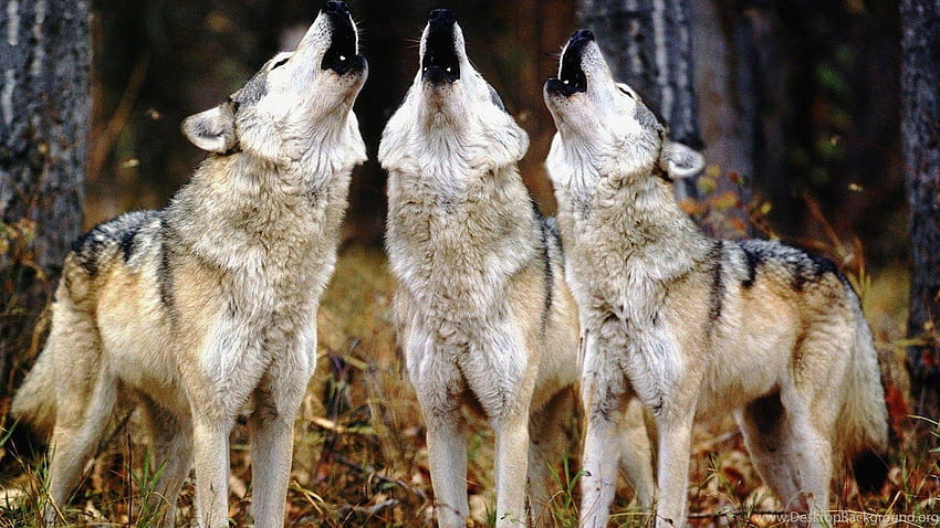 Download Uniting in the Wild  The Majestic Wolf Pack Wallpaper  Wallpapers com