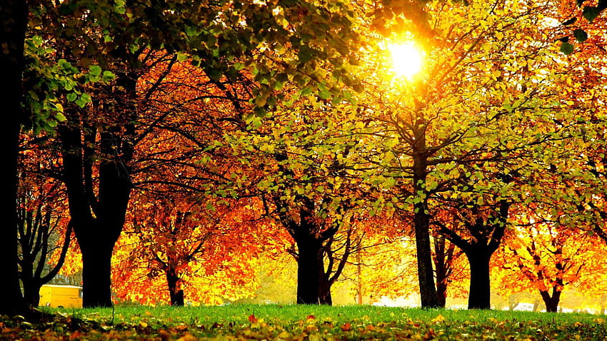 Tagged With Rays, sun rays autumn HD wallpaper | Pxfuel