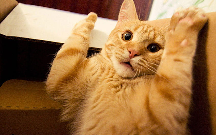 Zabawny kot, pomarańczowe koty Tapeta HD