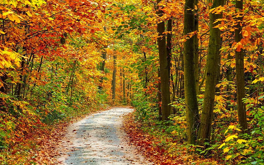 Herbst Hintergrundbilder วอลล์เปเปอร์ HD