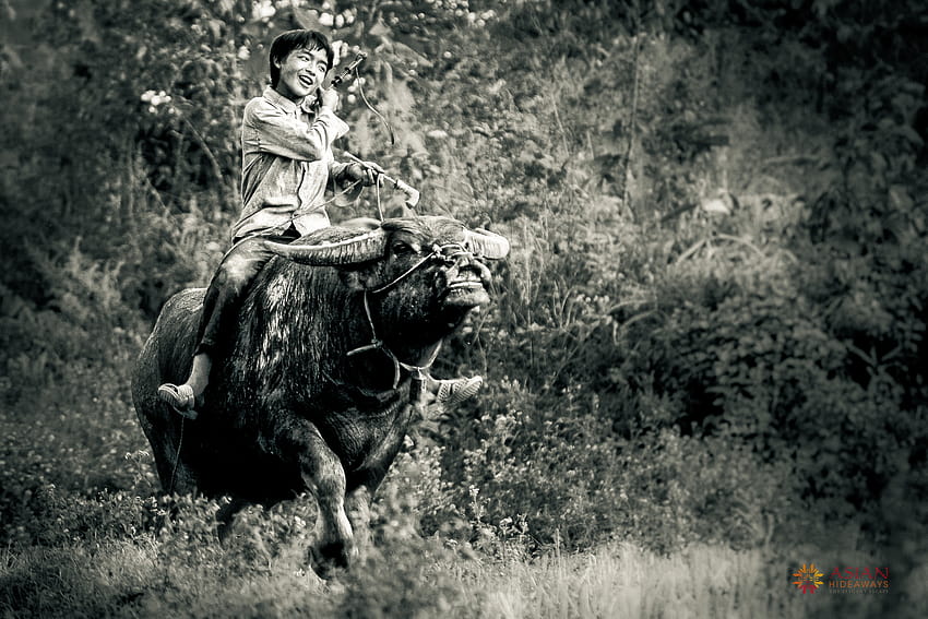 : people, Asia, Asian, Vietnam, buffalo, riding, child, kid, bacha, southeastasia, black and white, monochrome graphy, hmong 3199x2133 HD wallpaper
