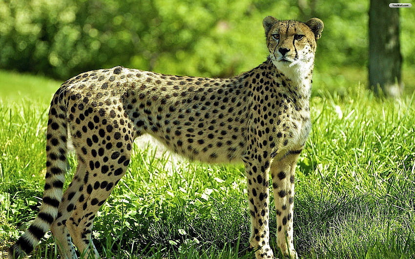 Cheetah HD wallpaper | Pxfuel