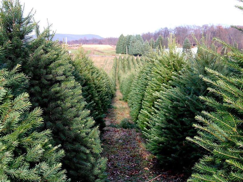 Labor of Love: The Story of One Christmas Tree Farm HD wallpaper