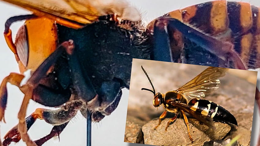 Cicada Killers are being mistaken for the dread Murder Hornets HD wallpaper