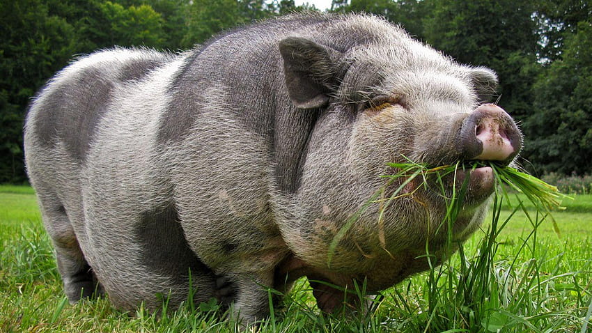 Piggy 1366x768 HD wallpaper