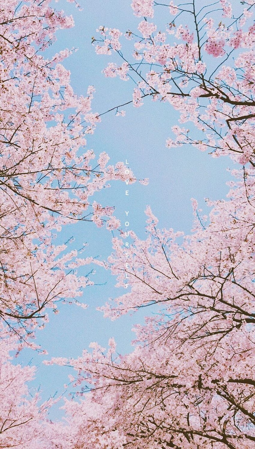 Pin on BTS, cherry blossom aesthetic phone HD phone wallpaper