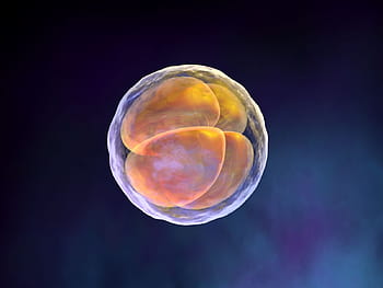 Embryology Stock Photos, Royalty Free Embryology Images | Depositphotos