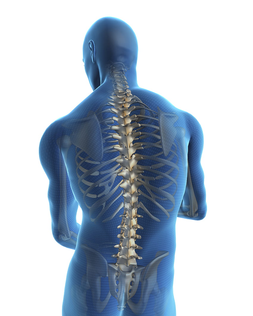 Chiropractic Spine Clipart HD phone wallpaper