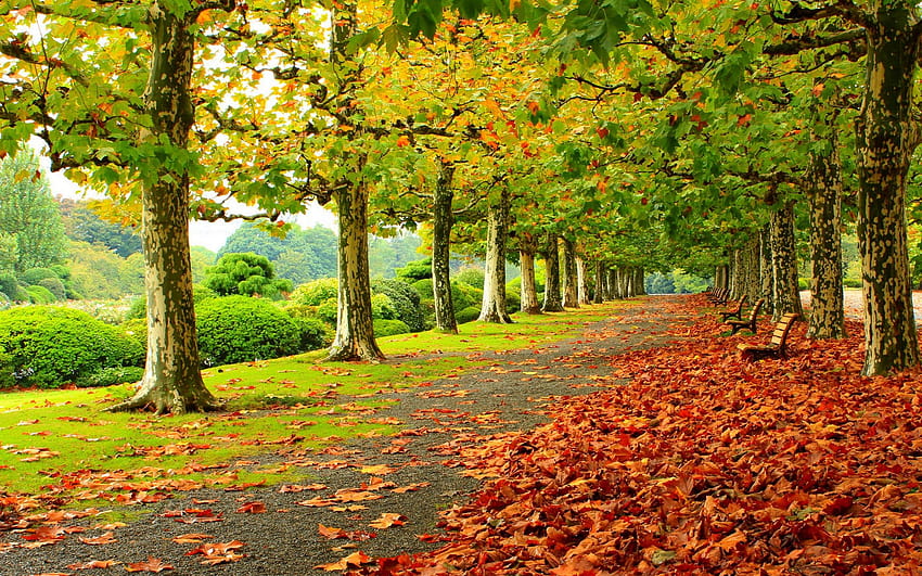 Autumn Fall Deciduous Trees Park Fallen Red Leaves Wooden Benches Road 2560x1600 : 13, autumn benches HD wallpaper