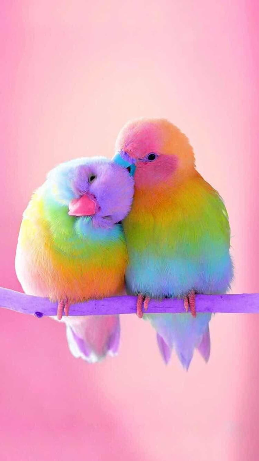 iPhone และ Android : Colourful Birds สำหรับ นกหลากสีบนมือถือ วอลล์เปเปอร์โทรศัพท์ HD