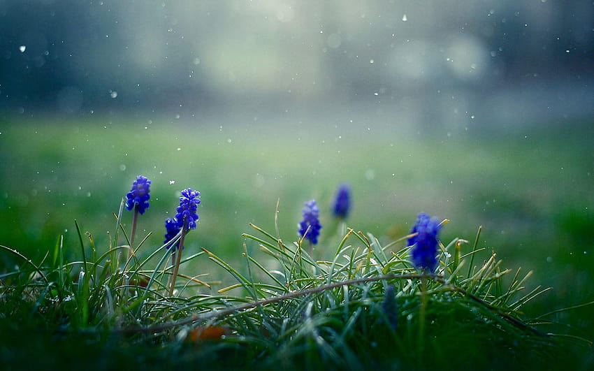 ดอกไม้ Muscari Drops มาโครธรรมชาติ วอลล์เปเปอร์ HD