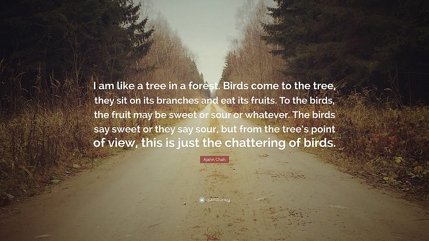 Ajahn Chah Quote: “I am like a tree in a forest. Birds come to the, fruit and birds HD wallpaper