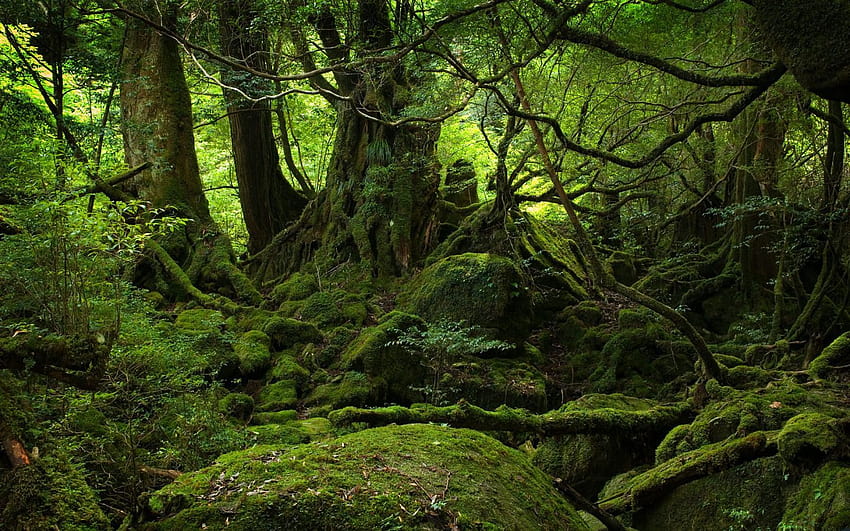 Moosiger Wald, dichter Wald HD-Hintergrundbild