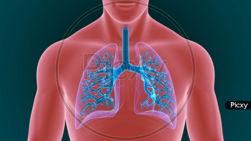 anatomii układu oddechowego człowieka płuc dla koncepcji medycznej 3d Tapeta HD