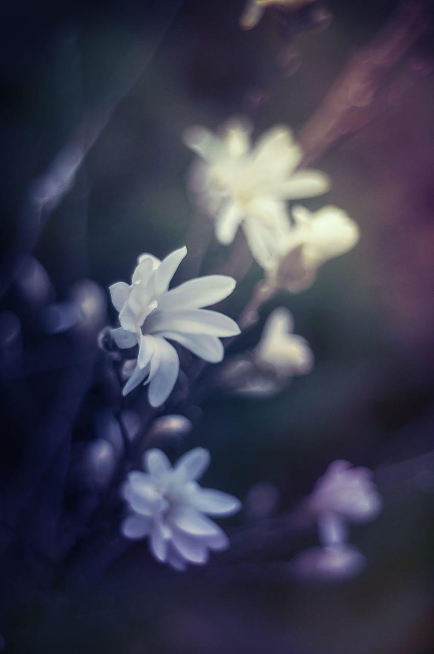 White beauties by Katarzyna Soluch on 500px, ethereal magic blue HD phone wallpaper
