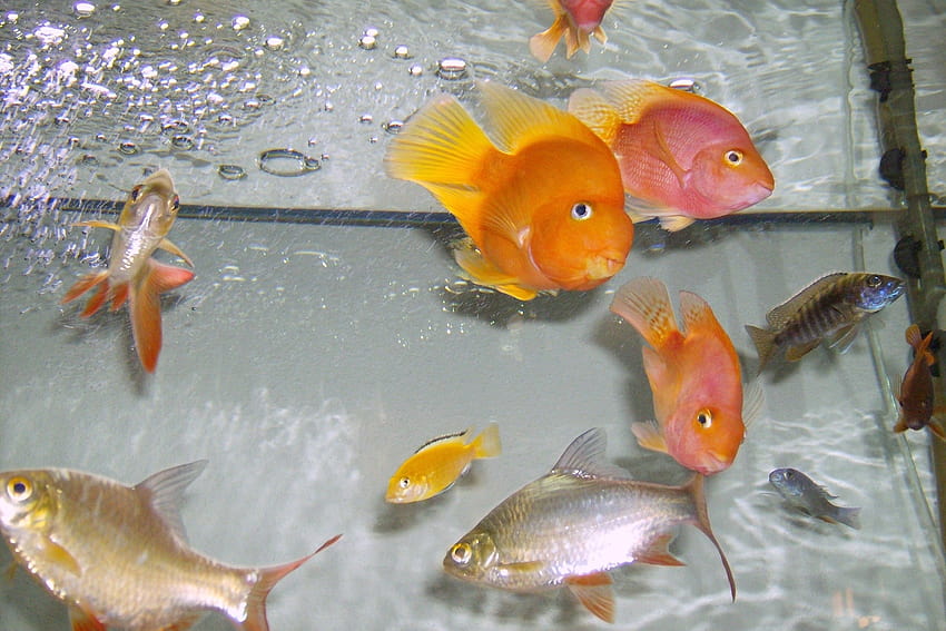 nature fish aquarium parrot fish 2574x1716 High Quality ,High Definition HD wallpaper
