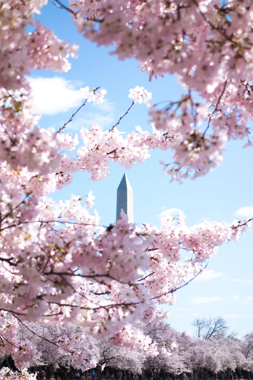 Wiosna to IDEALNY czas na wizytę w Waszyngtonie. Wiśnia, wiosenny kwiat Tapeta na telefon HD