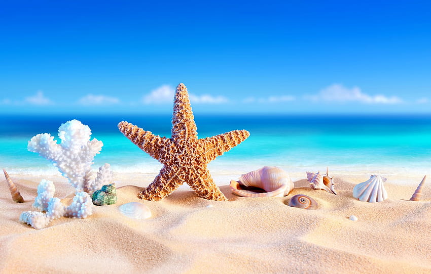 пясък, море, плаж, лято, звезда, ваканция, черупка, лято, плаж, пясък, ваканция, морска звезда, миди, раздел природа, звезди лято HD тапет
