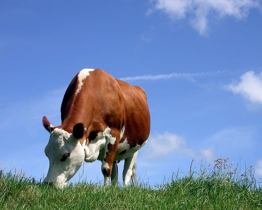 grazing, easter cows HD wallpaper