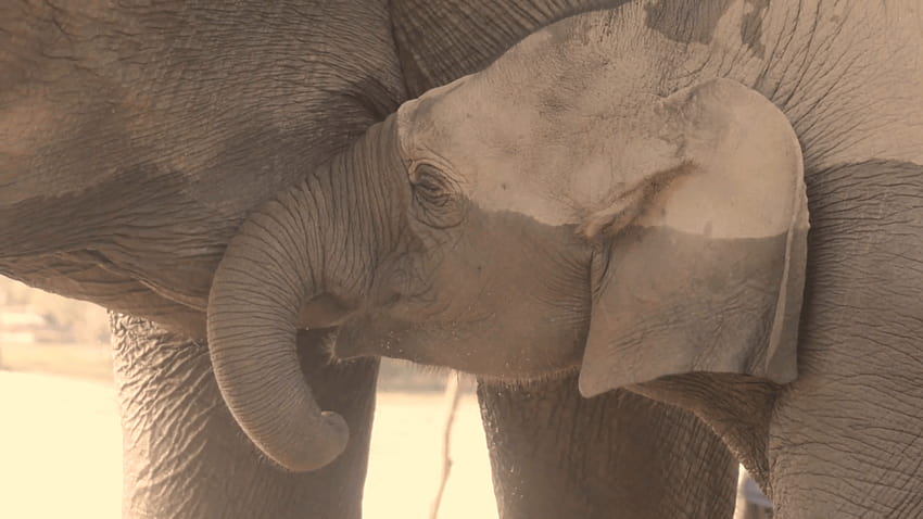 Słoniątko pije mleko od swojej mamy Zbiory Wideo Tapeta HD