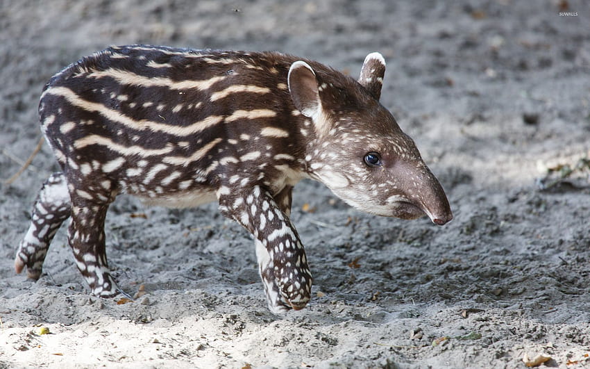 Striped tapir HD wallpaper | Pxfuel