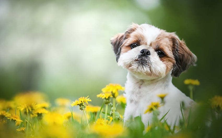 Shih Tzu, 작은 귀여운 강아지, 곱슬 강아지, 귀여운, 동물 시추 HD 월페이퍼