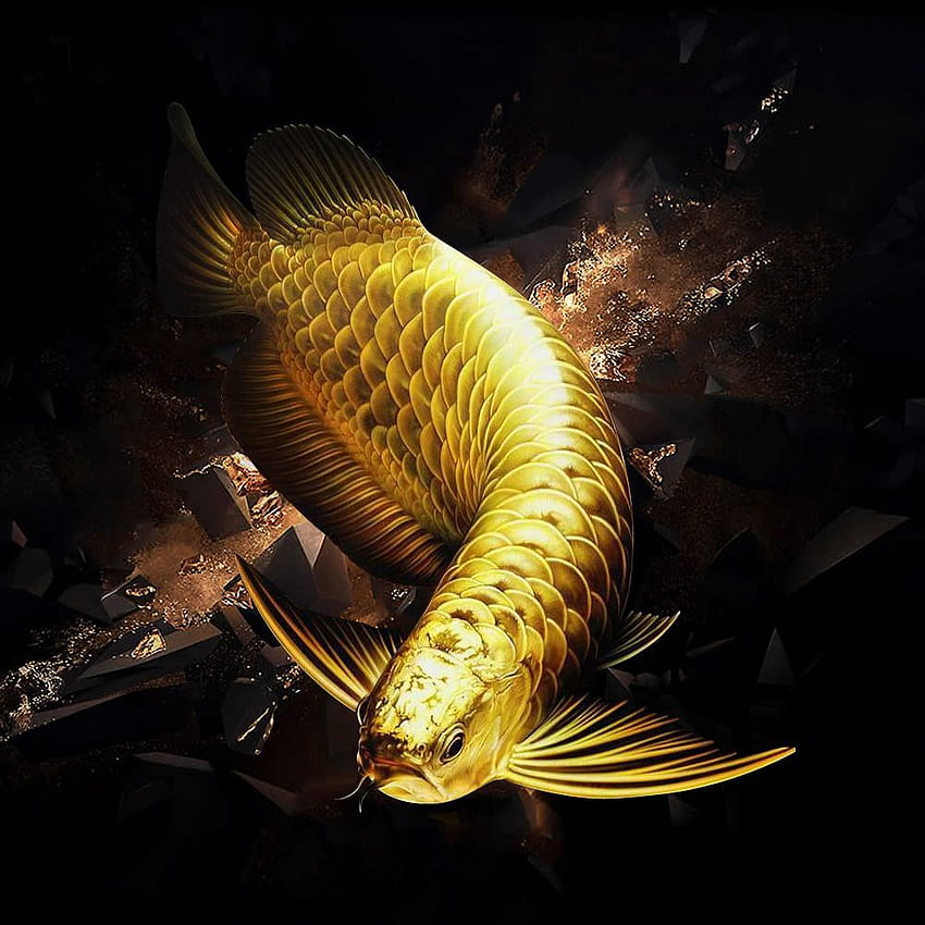 peixe aruanã Papel de parede de celular HD
