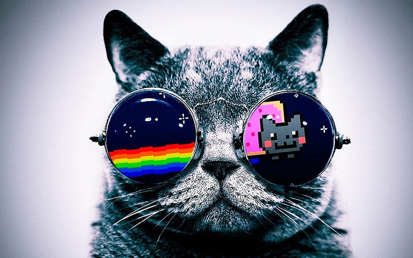 Nyan Cat Kucing Kacamata, kucing berkacamata Wallpaper HD
