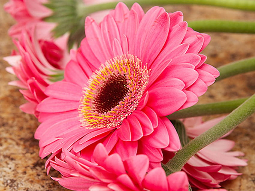 pink daisy colorful flowers pink daisy flowers [1600x1200] for your , Mobile & Tablet, pink daisies HD wallpaper