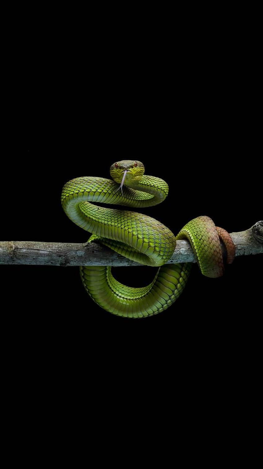 Green snake by georgekev HD phone wallpaper